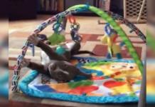 Cuando nadie lo mira este pitbull juega como un bebé… Y ahora es la estrella de Facebook