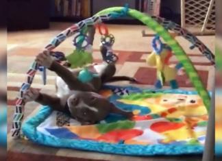 Cuando nadie lo mira este pitbull juega como un bebé… Y ahora es la estrella de Facebook