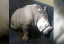 Un bebé rinoceronte no puede parar de llorar después de que viera cómo asesinaban a su madre