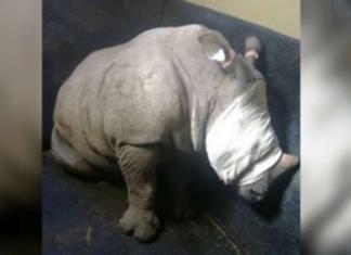 Un bebé rinoceronte no puede parar de llorar después de que viera cómo asesinaban a su madre