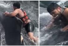 Un pescador se juega la vida saltando sobre una ballena enredada para liberarla