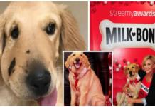 El perro atacado por una serpiente por salvar a su dueña obtiene la recompensa jamás pensada