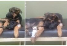 Cachorro leal consuela a su hermanita enferma tras su dura experiencia en el veterinario