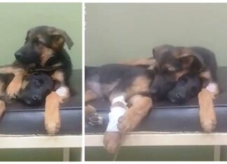 Cachorro leal consuela a su hermanita enferma tras su dura experiencia en el veterinario