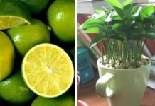 Cómo plantar limones en una taza y darle un fresco aroma a tu hogar