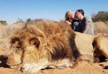 Una pareja posa besándose detrás del inocente león que acaban de cazar como trofeo