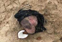 Caminaba por la playa y vio una cabecita que sobresalía, era una perrita sepultada viva