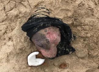 Caminaba por la playa y vio una cabecita que sobresalía, era una perrita sepultada viva