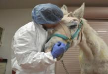 Juegan con una yegua como si fuera tablero de tiro, pero una celebridad cambió su destino