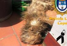 Muere un perro que pasó varios días sin agua ni comida en una azotea–Su dueña pagará por ello