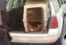 Piden justicia para los 9 perros que perdieron la vida encerrados en un auto a 43 grados