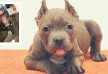 Un país más se suma a la prohibición de amputar las orejas y cola en los animales