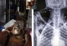 Orangután que recibió el impacto de 74 balines queda ciega a causa de sus lesiones