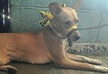 Su dueña amarra su hocico todo el día porque no soporta que ladre pero ella sólo quiere jugar