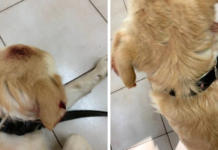 Una mujer ofrece 10.000 dólares a quien le ayude a dar con el responsable de herir a su perro