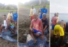 Graban el sufrimiento de una tortuga laúd mientras la usan como medio de transporte