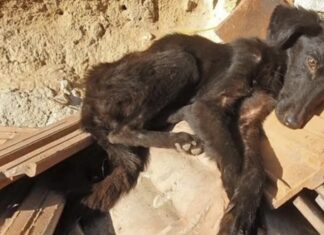 Acurrucada sobre ladrillos, hambrienta y demacrada, agita su cola cuando vienen a salvarla