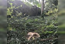 Perro abandonado en medio del bosque rogaba que alguien lo notara