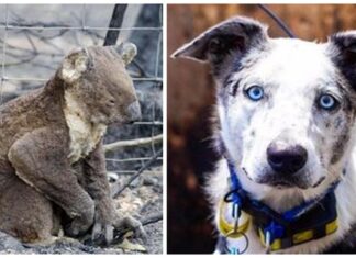 Desechado por su familia, se convierte en el único perrito capaz de salvar koalas del fuego