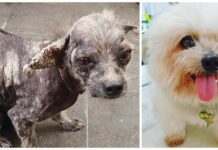 «El veterinario no quiso curar a un cachorro sin pelo y se rindió, pero yo no»