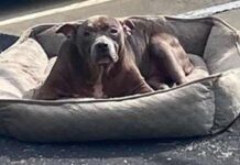 Arrojada en un estacionamiento vacío sin nada más que su cama, para que se sintiera mejor