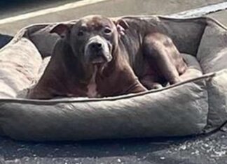 Arrojada en un estacionamiento vacío sin nada más que su cama, para que se sintiera mejor