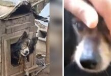 Perro ciego pasa 13 años encadenado rogando ser notado, hasta que una mujer se acerca