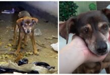 Abandonan a una perrita anciana indefensa en pleno cementerio a media noche