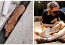 Perrita que se escondió al fondo de una cuneta para tapar sus heridas, es la más feliz ahora
