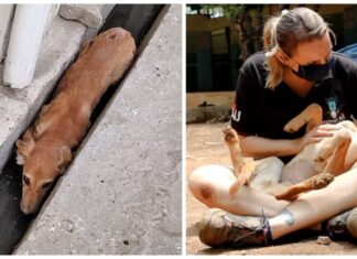 Perrita que se escondió al fondo de una cuneta para tapar sus heridas, es la más feliz ahora