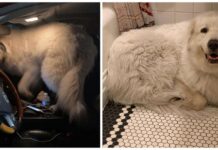 Una Gran Pirineo gigante hace «autostop» y se sube de inmediato al asiento