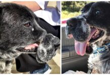 Perro que fue deformado por un bozal de alambre, no puede ser más feliz ahora