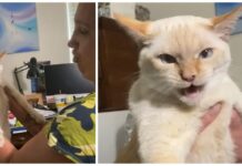 Gato que fue criado con perros le demuestra a su dueña que él ya aprendió a ladrar