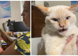 Gato que fue criado con perros le demuestra a su dueña que él ya aprendió a ladrar