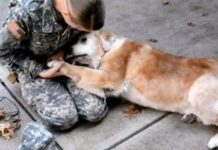 Perrita anciana llora en las piernas de su dueña soldado al verla regresar con vida