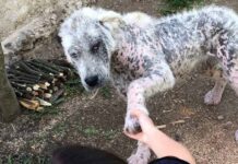 Perrita callejera enferma ofrece su patita a extraños implorando ayuda para ella y su amigo
