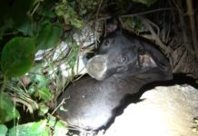 Devastada madre perrita protege con su cuerpo a sus cachorros después de que le robaron uno