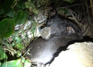 Devastada madre perrita protege con su cuerpo a sus cachorros después de que le robaron uno