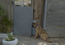 Un pobre perrito mira a la puerta durante días después de que lo echaron de su casa