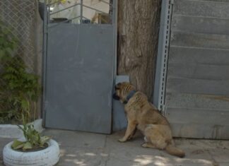 Un pobre perrito mira a la puerta durante días después de que lo echaron de su casa