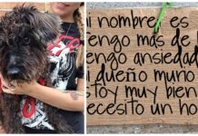 Encuentran a un perro anciano atado a un poste bajo el sol inclemente, con una triste nota