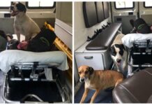 Dos perros «invaden» la ambulancia para acompañar a su dueño inconsciente y velar por él