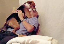 Perrita de un refugio ahoga con besos a su nuevo papá después de que la salvó de la eutanasia