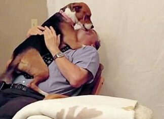 Perrita de un refugio ahoga con besos a su nuevo papá después de que la salvó de la eutanasia
