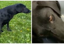 Paralizada y llena de dolor, llora devastada después de que le robaran a sus bebés uno a uno