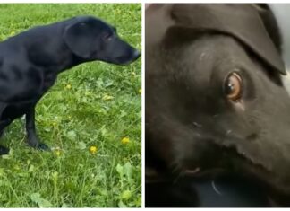 Paralizada y llena de dolor, llora devastada después de que le robaran a sus bebés uno a uno