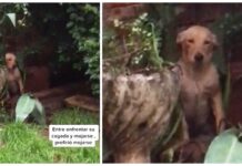 Una perrita prefiere mojarse bajo la lluvia para no enfrentarse al desastre que armó