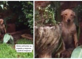 Una perrita prefiere mojarse bajo la lluvia para no enfrentarse al desastre que armó