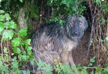Perrita abandonada esperó bajo la lluvia torrencial a que su familia regresara por ella