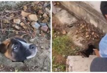 Hombre salva a un adorable cachorrito que encontró con su cabecita atorada en la alcantarilla